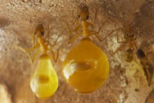 des fourmis pot de miel