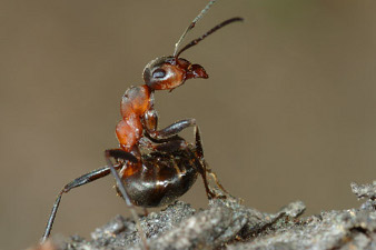 Une fourmi rousse en position de tir