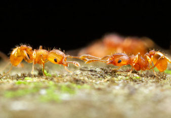 deux fourmis se touchent les antennes