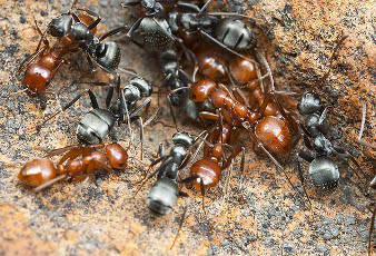 Une colonie avec des fourmis rousses et des fourmis noires