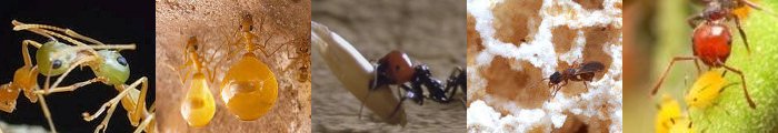 5 types de fourmis