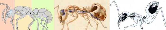 Les 3 planches anatomiques de la fourmi