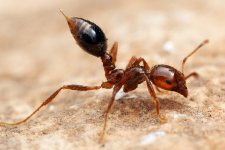 une fourmi tueuse